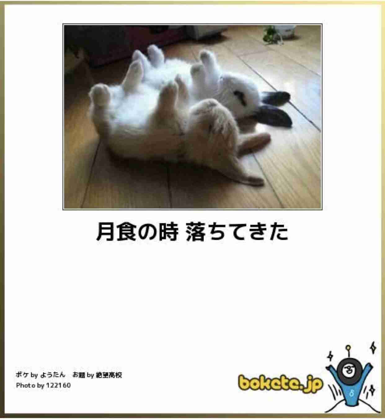 【画像】小動物の写真や動画が見たい！【癒し】