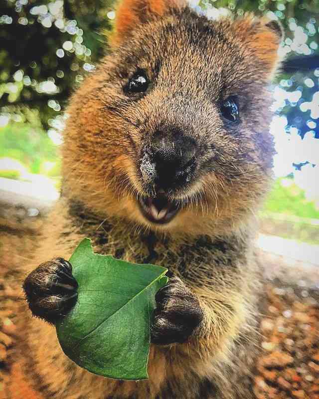【画像】小動物の写真や動画が見たい！【癒し】