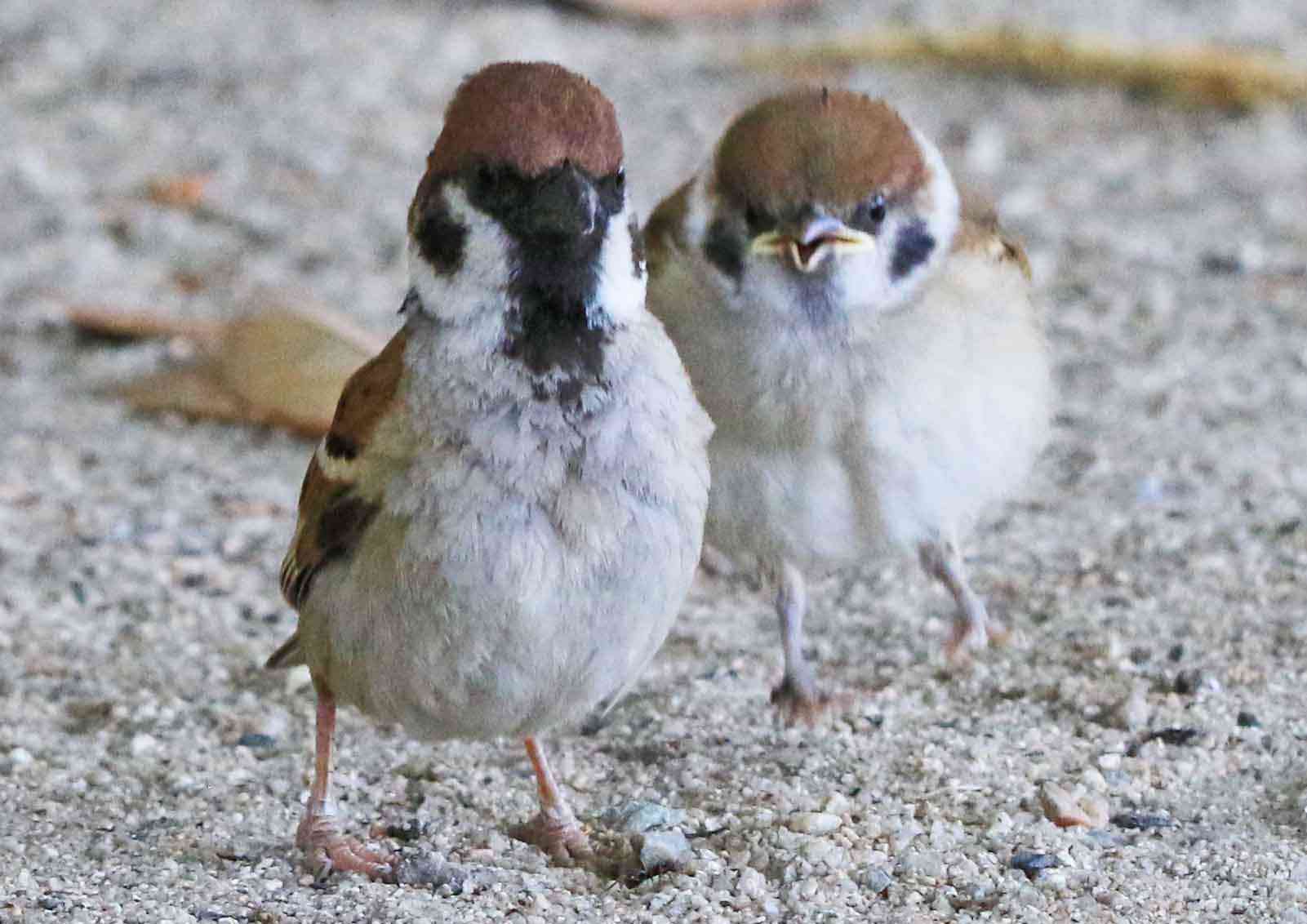 【画像】小動物の写真や動画が見たい！【癒し】