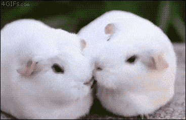 【画像】小動物の写真や動画が見たい！【癒し】