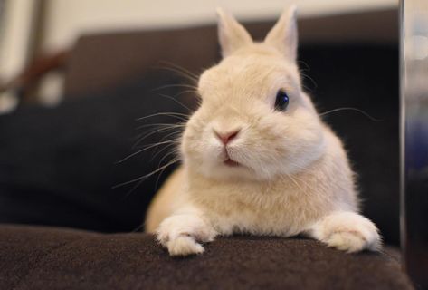 【画像】小動物の写真や動画が見たい！【癒し】