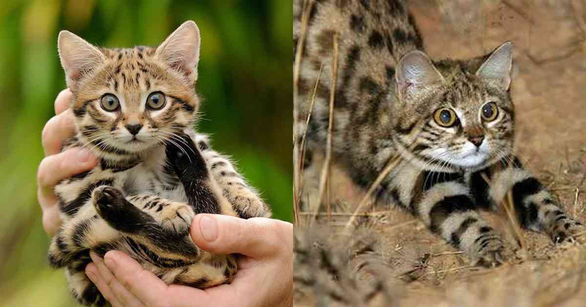 【画像】小動物の写真や動画が見たい！【癒し】