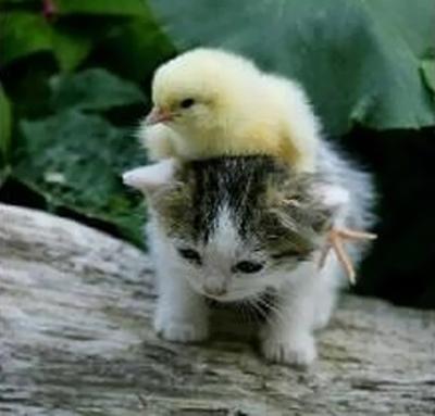【画像】小動物の写真や動画が見たい！【癒し】