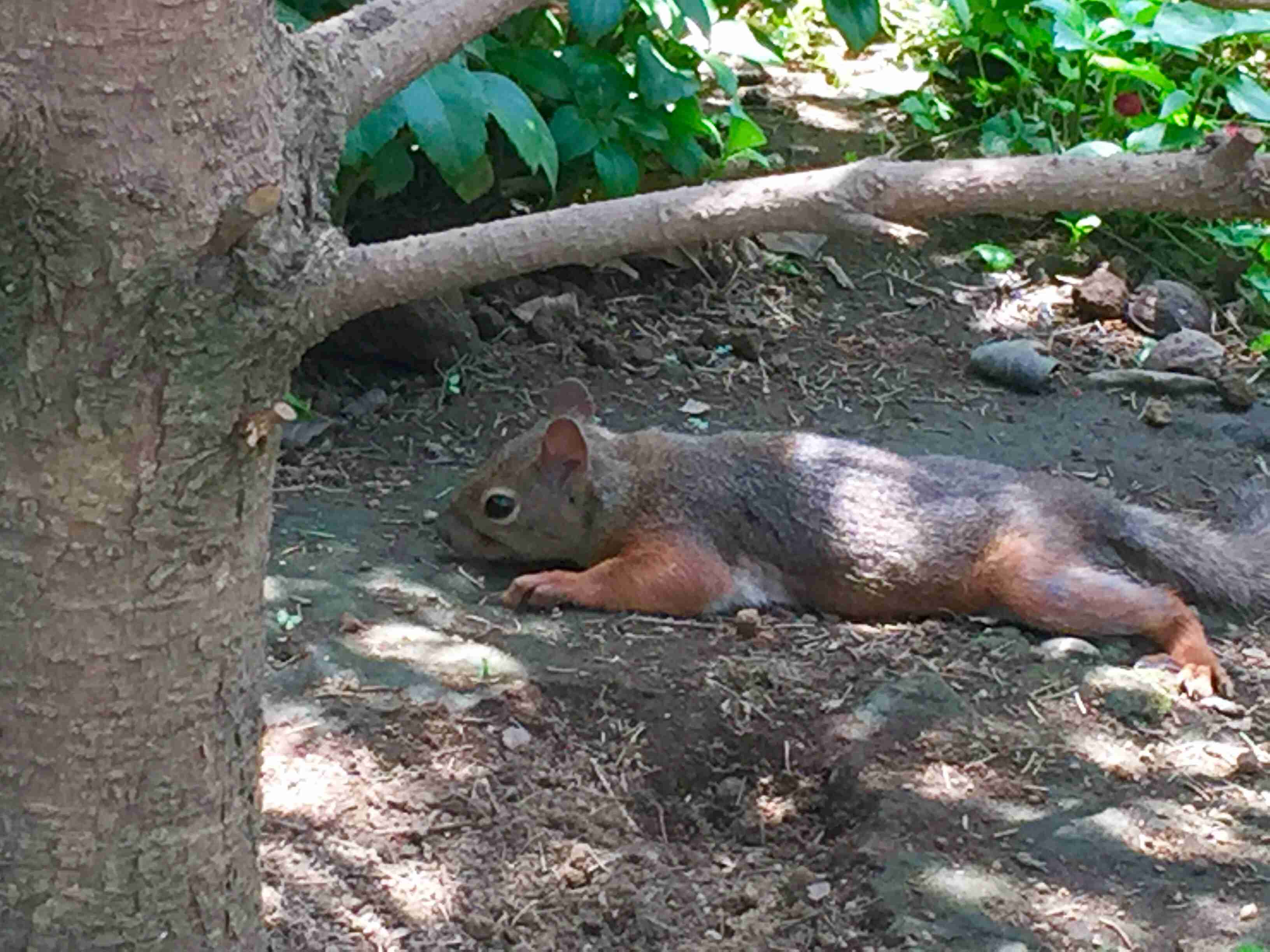 【画像】小動物の写真や動画が見たい！【癒し】