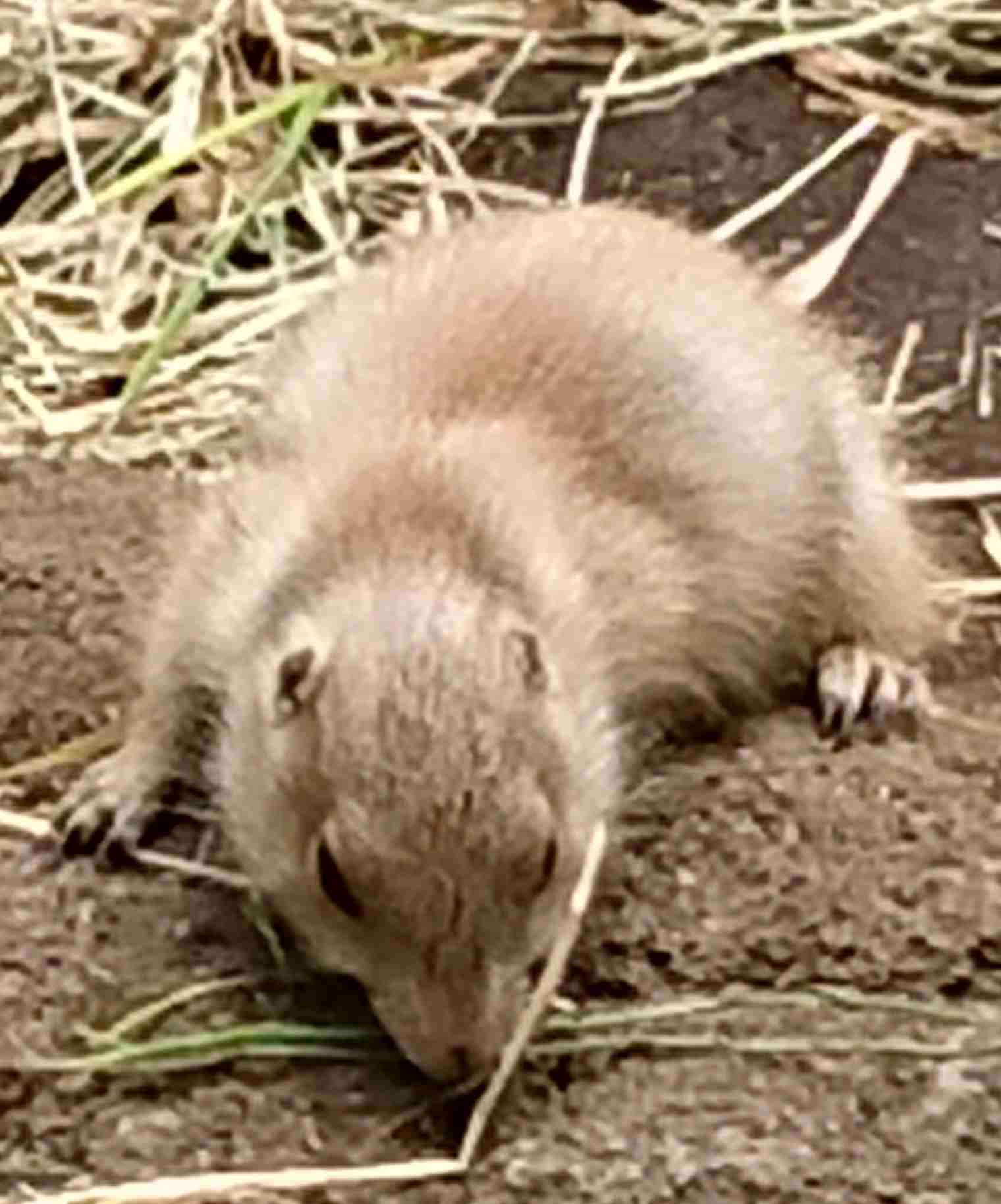 【画像】小動物の写真や動画が見たい！【癒し】