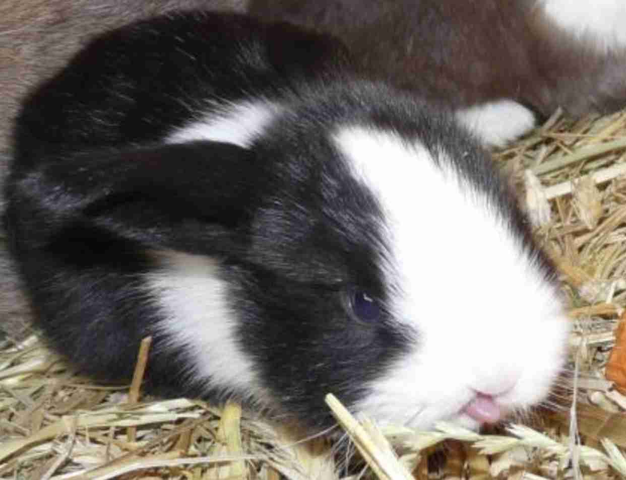 【画像】小動物の写真や動画が見たい！【癒し】