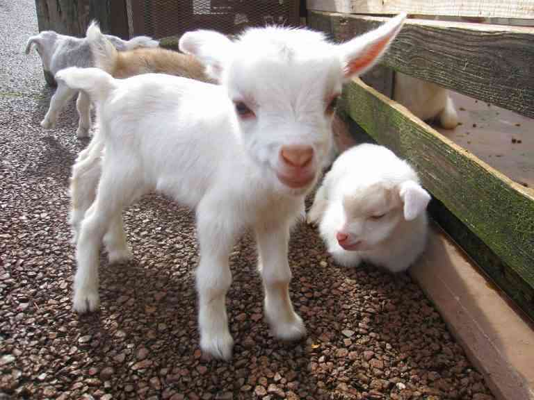 【画像】小動物の写真や動画が見たい！【癒し】