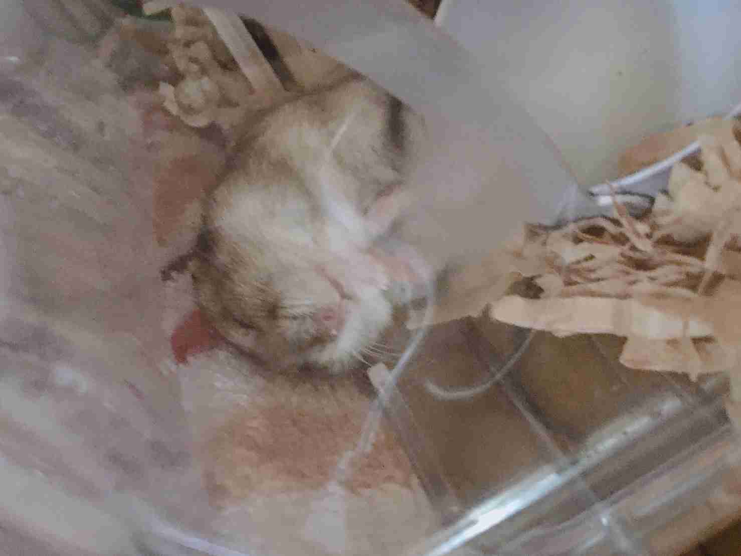 【画像】小動物の写真や動画が見たい！【癒し】