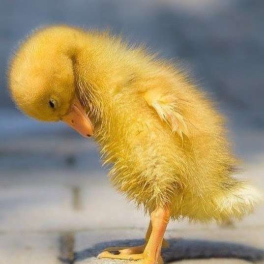 【画像】小動物の写真や動画が見たい！【癒し】