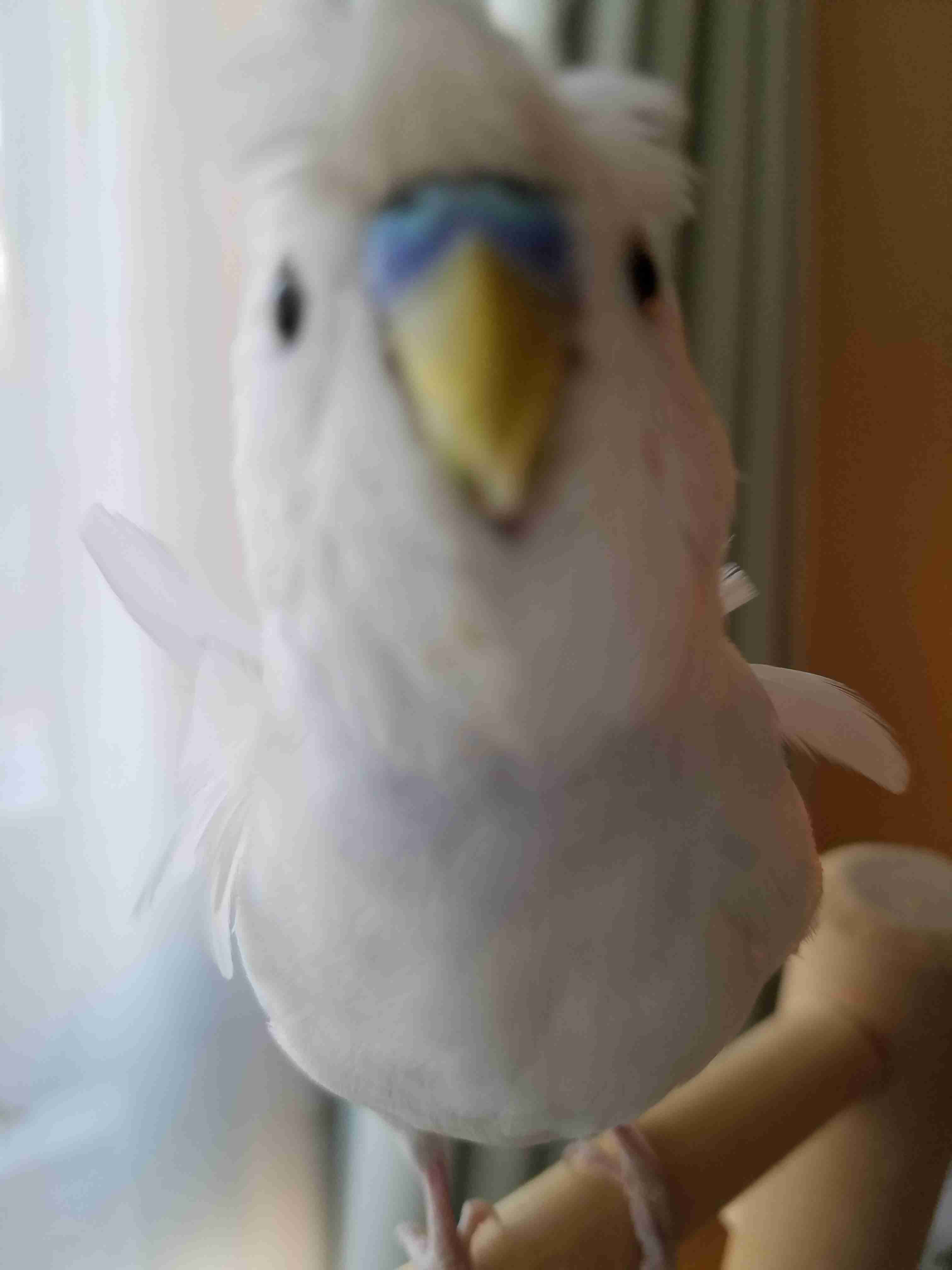 【画像】小動物の写真や動画が見たい！【癒し】
