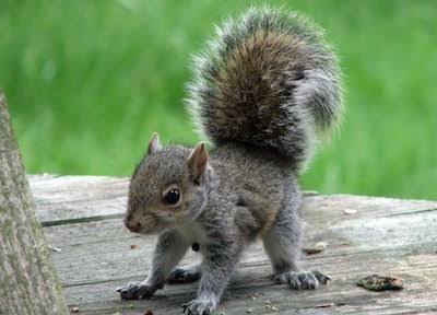 【画像】小動物の写真や動画が見たい！【癒し】