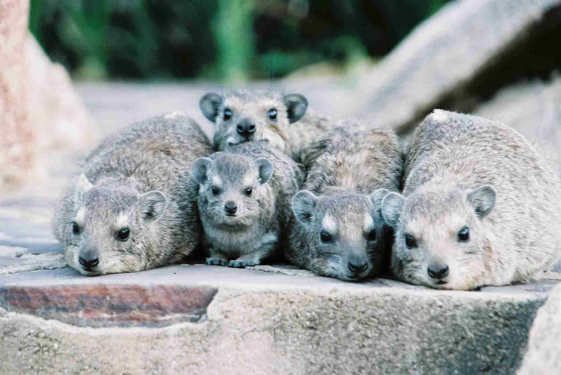 【画像】小動物の写真や動画が見たい！【癒し】