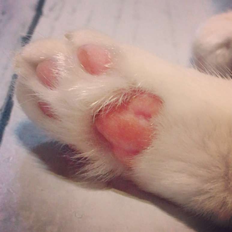 色んな肉球を見てみたい