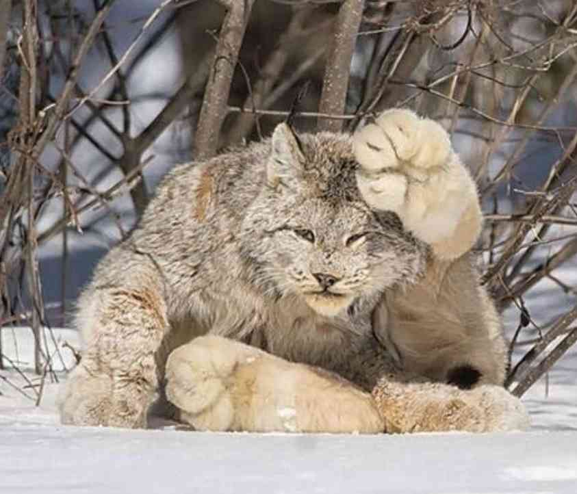 色んな肉球を見てみたい