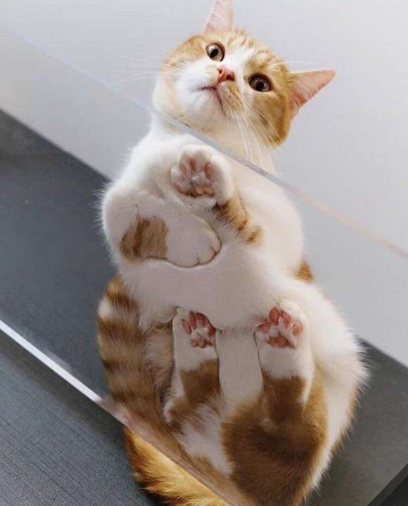 色んな肉球を見てみたい