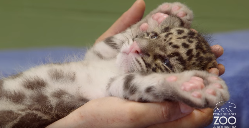 色んな肉球を見てみたい