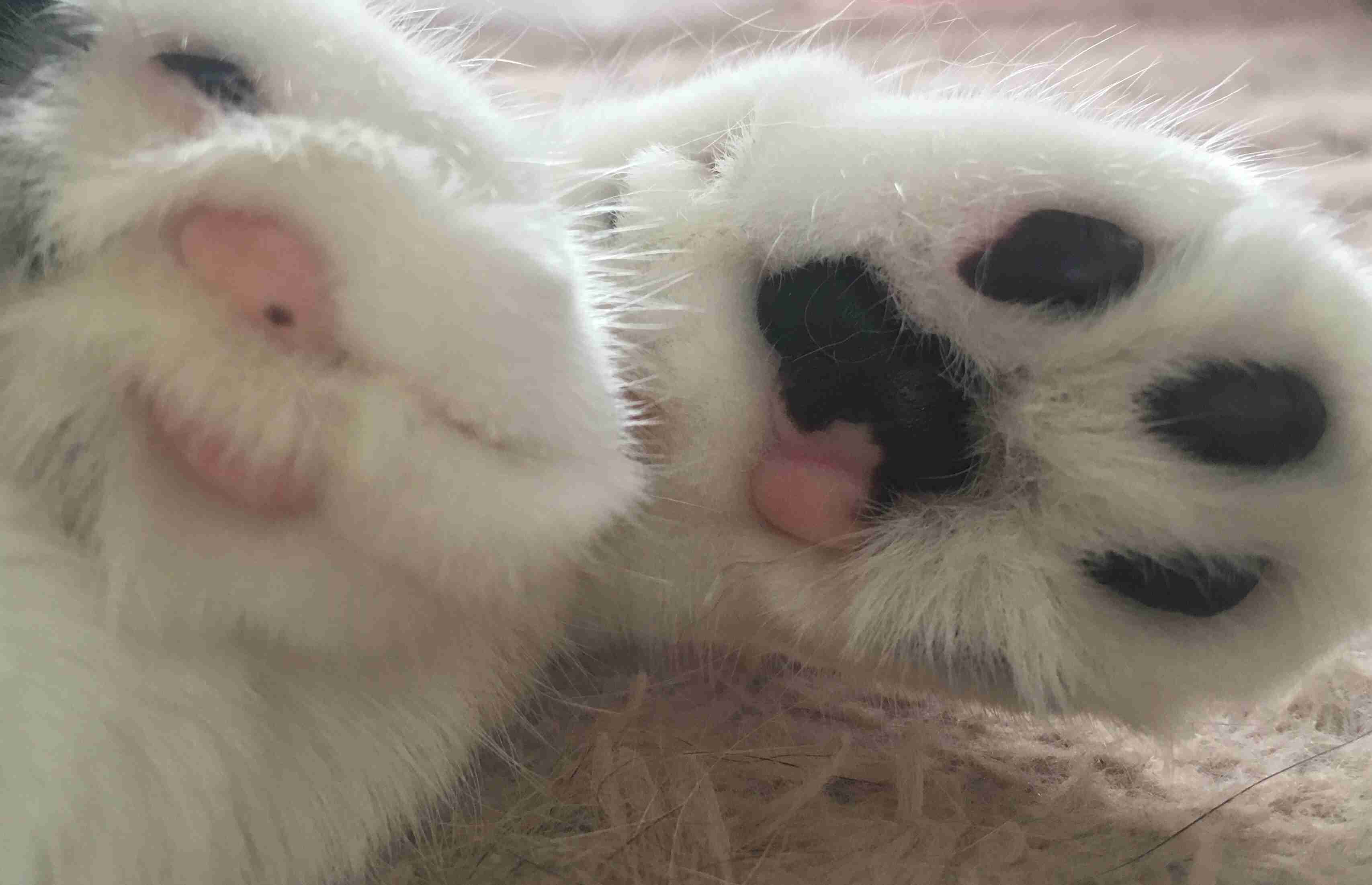 色んな肉球を見てみたい