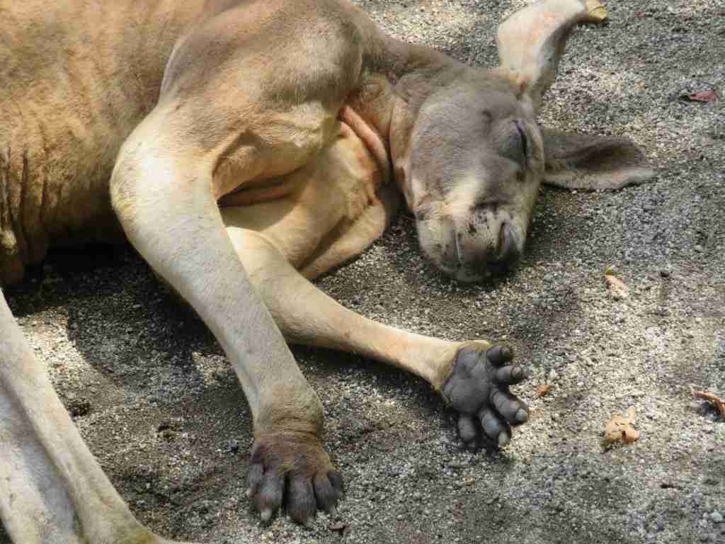 色んな肉球を見てみたい