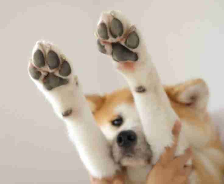 色んな肉球を見てみたい