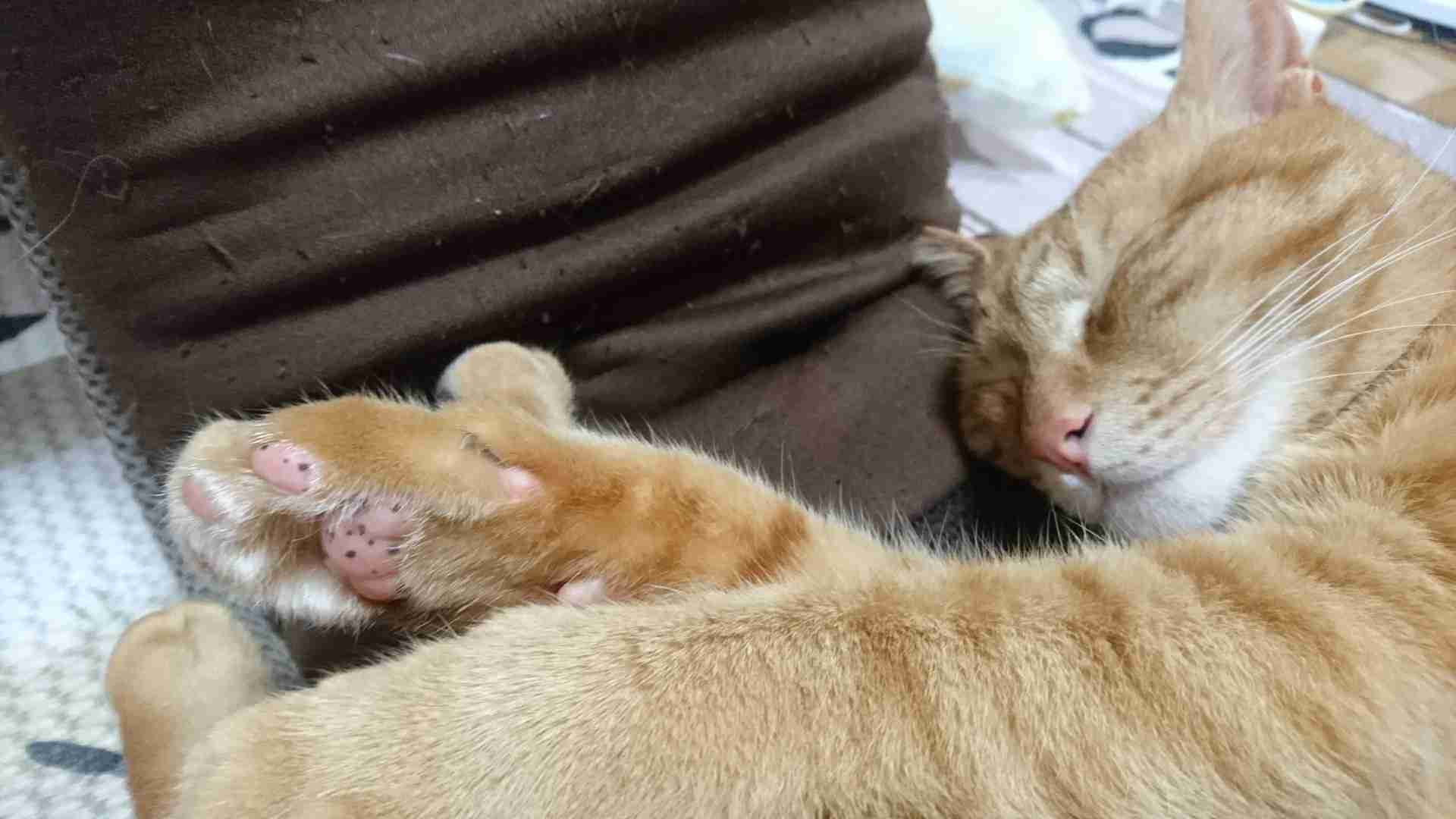 色んな肉球を見てみたい