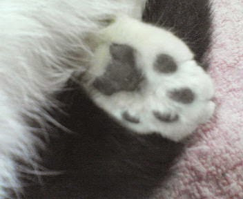 色んな肉球を見てみたい