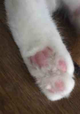 色んな肉球を見てみたい