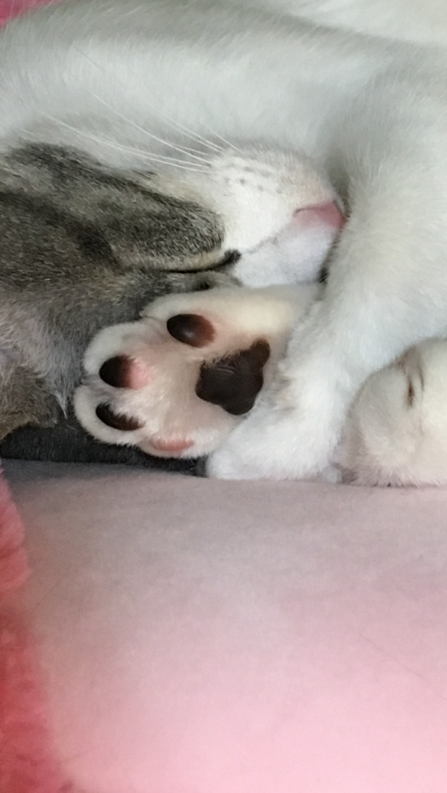 色んな肉球を見てみたい