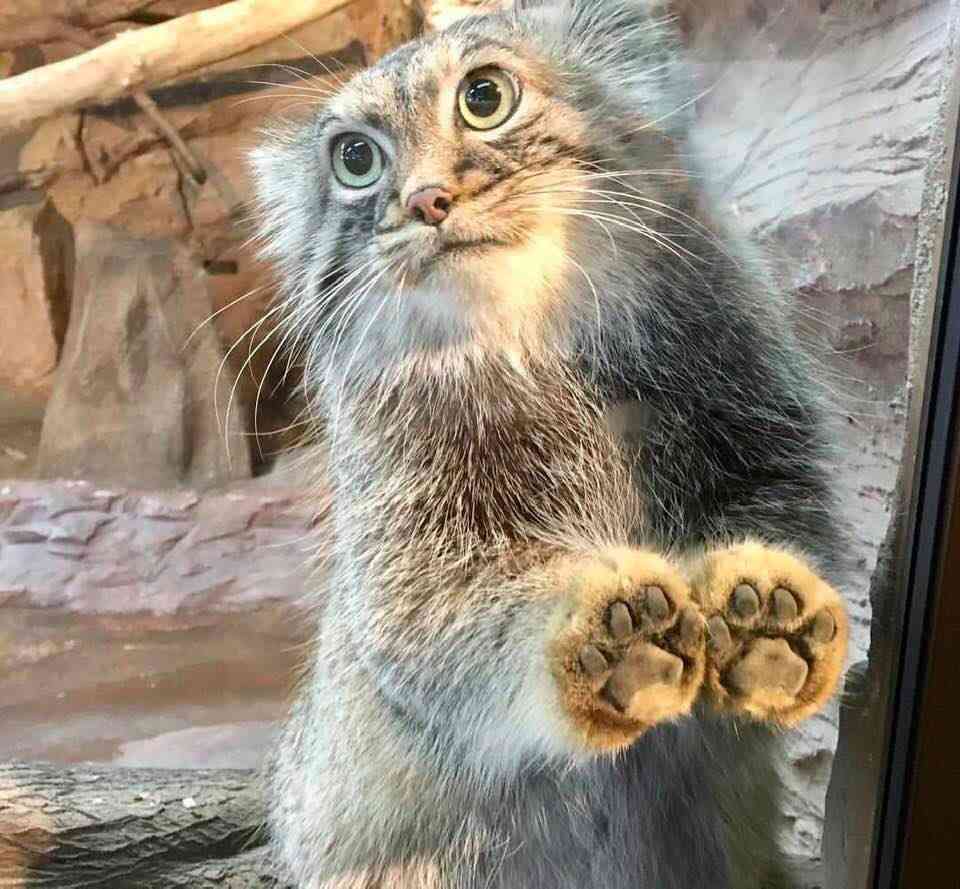 色んな肉球を見てみたい