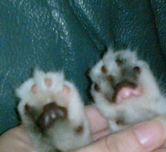 色んな肉球を見てみたい