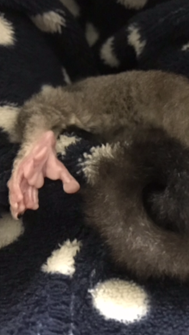 色んな肉球を見てみたい