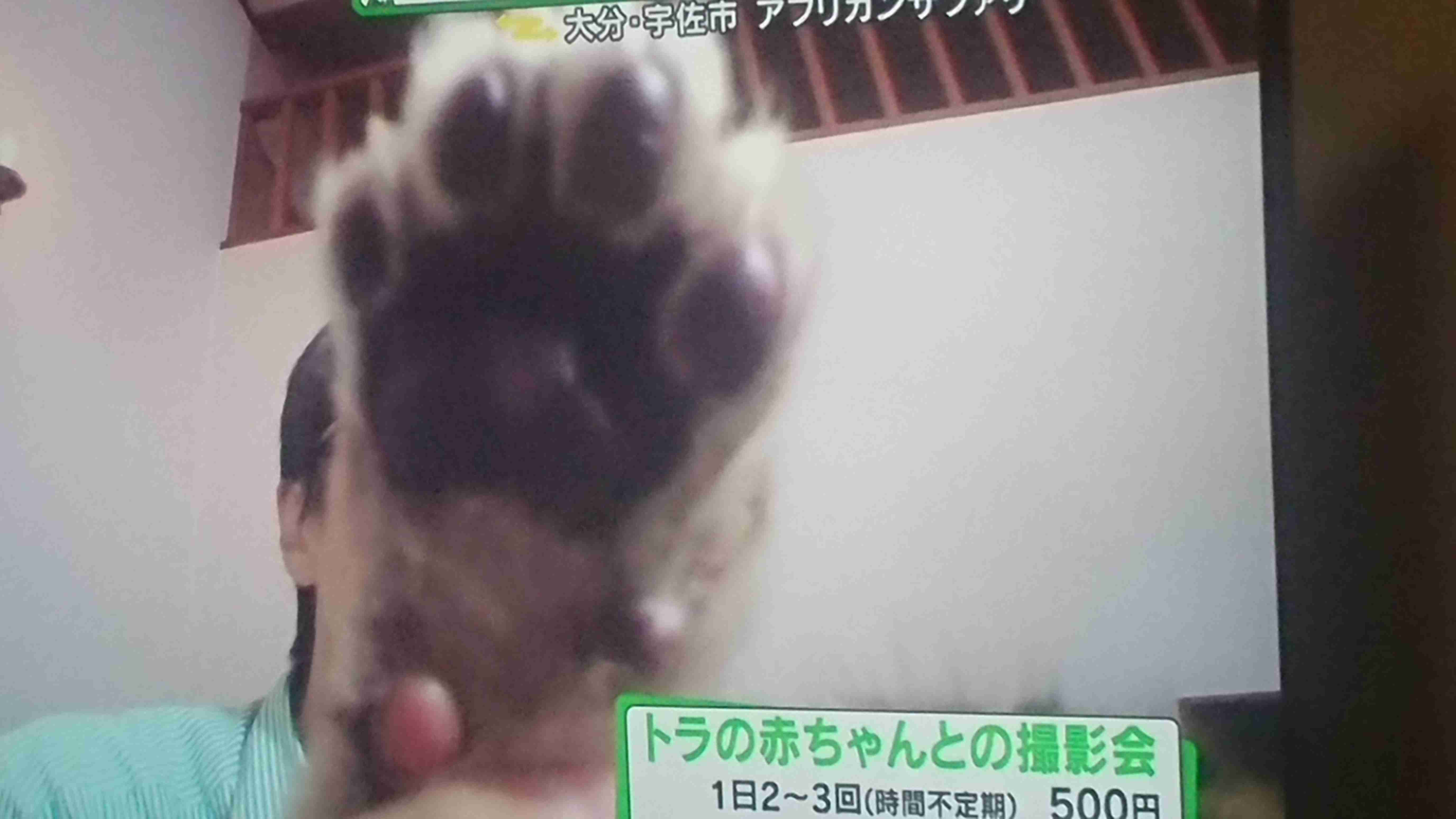 色んな肉球を見てみたい