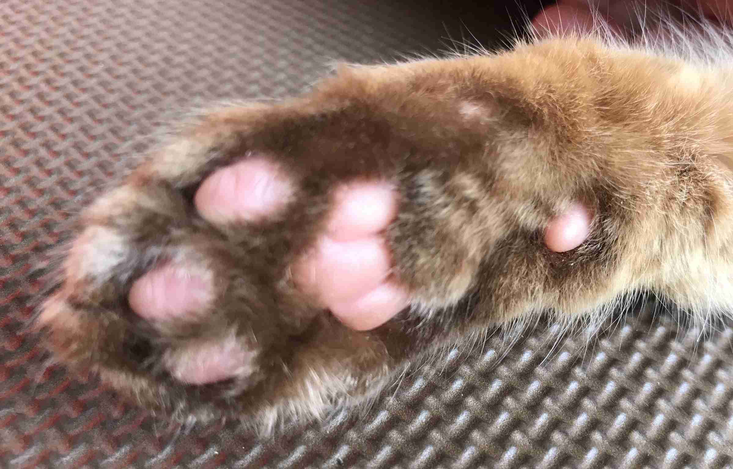 色んな肉球を見てみたい