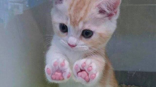 色んな肉球を見てみたい