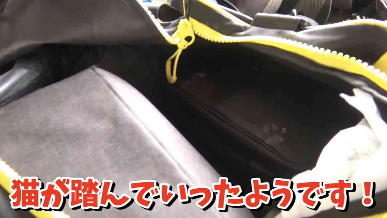 色んな肉球を見てみたい