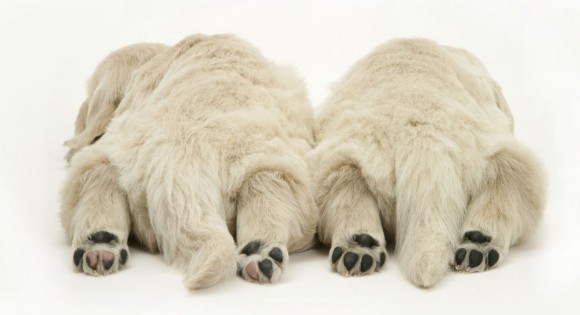 色んな肉球を見てみたい