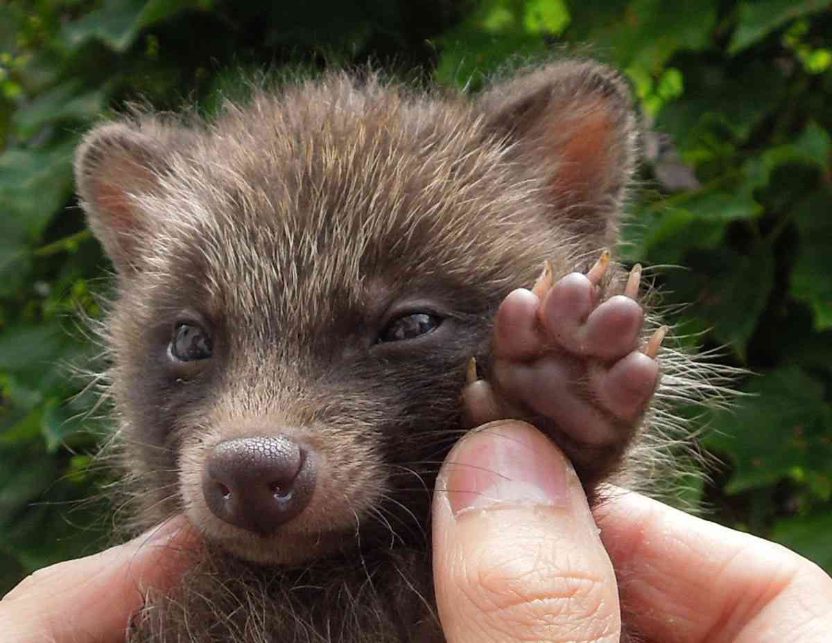 色んな肉球を見てみたい