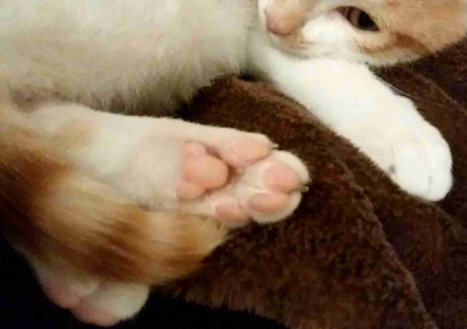 色んな肉球を見てみたい