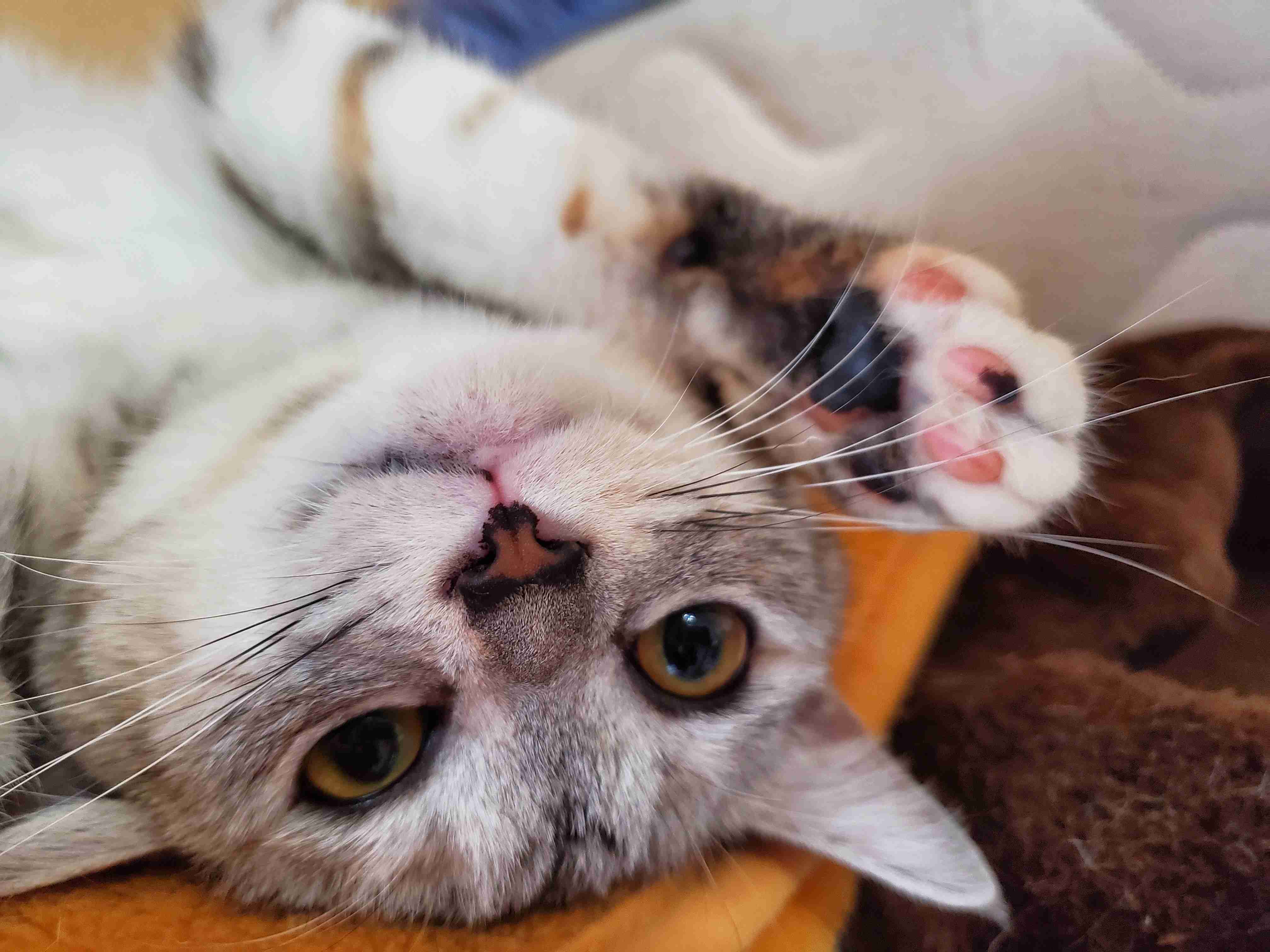 色んな肉球を見てみたい