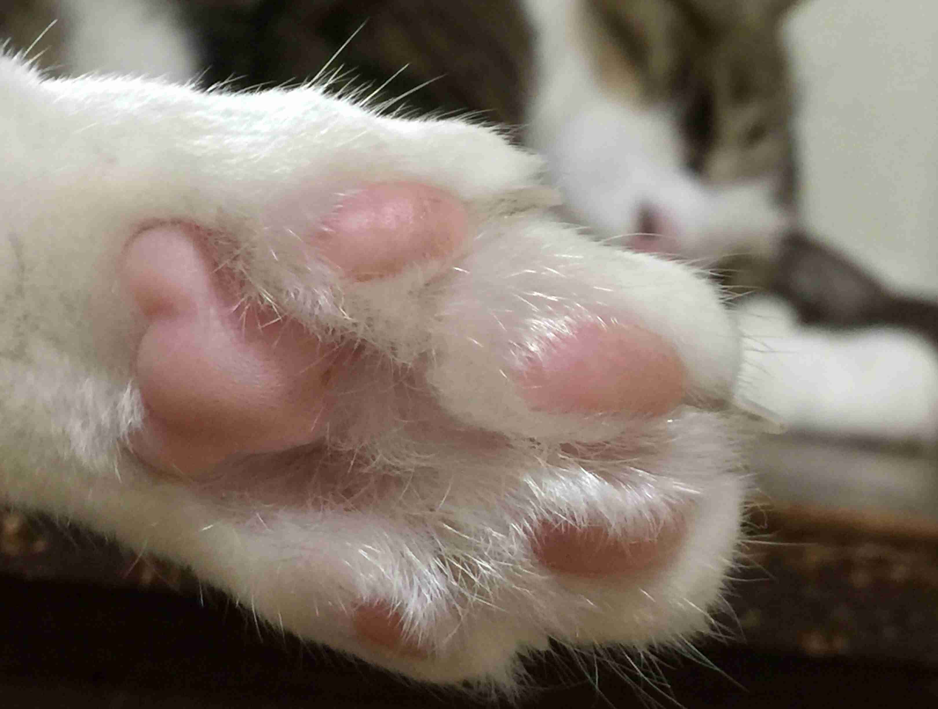 色んな肉球を見てみたい