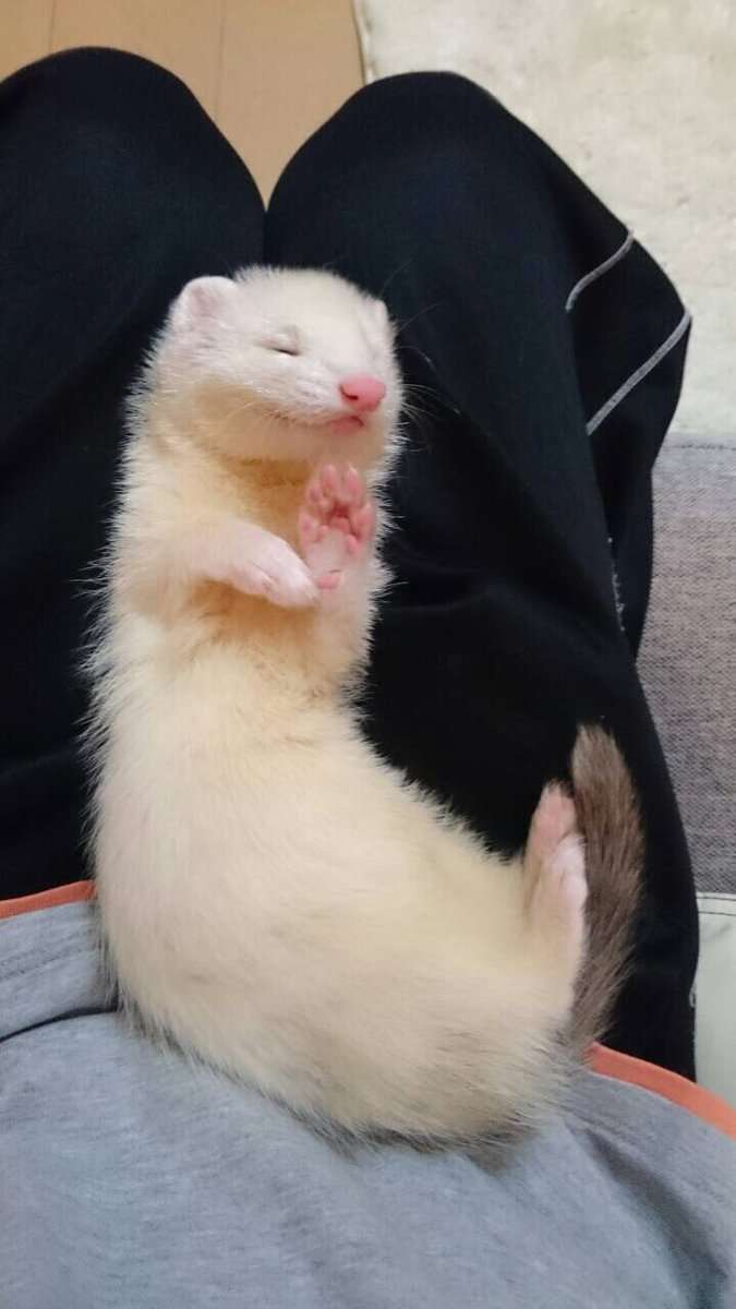 色んな肉球を見てみたい