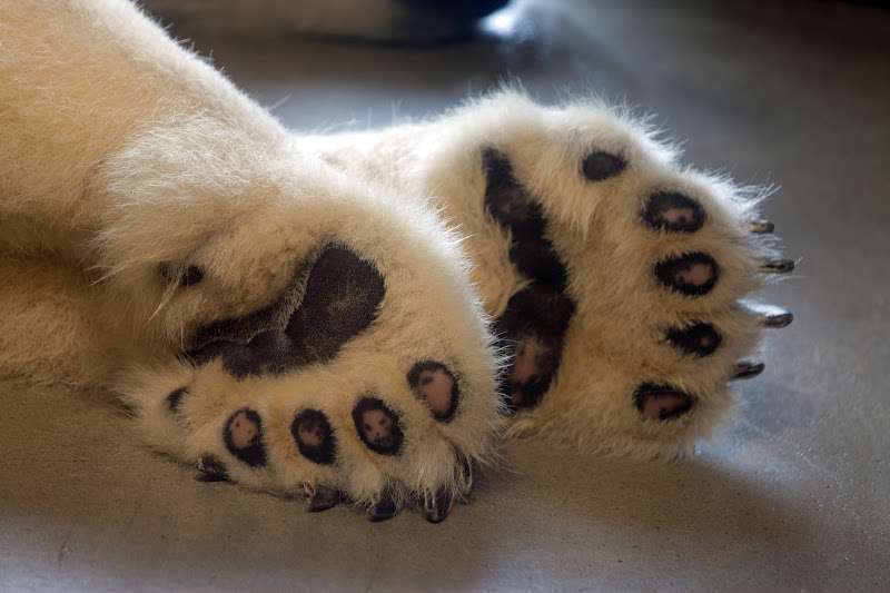 色んな肉球を見てみたい