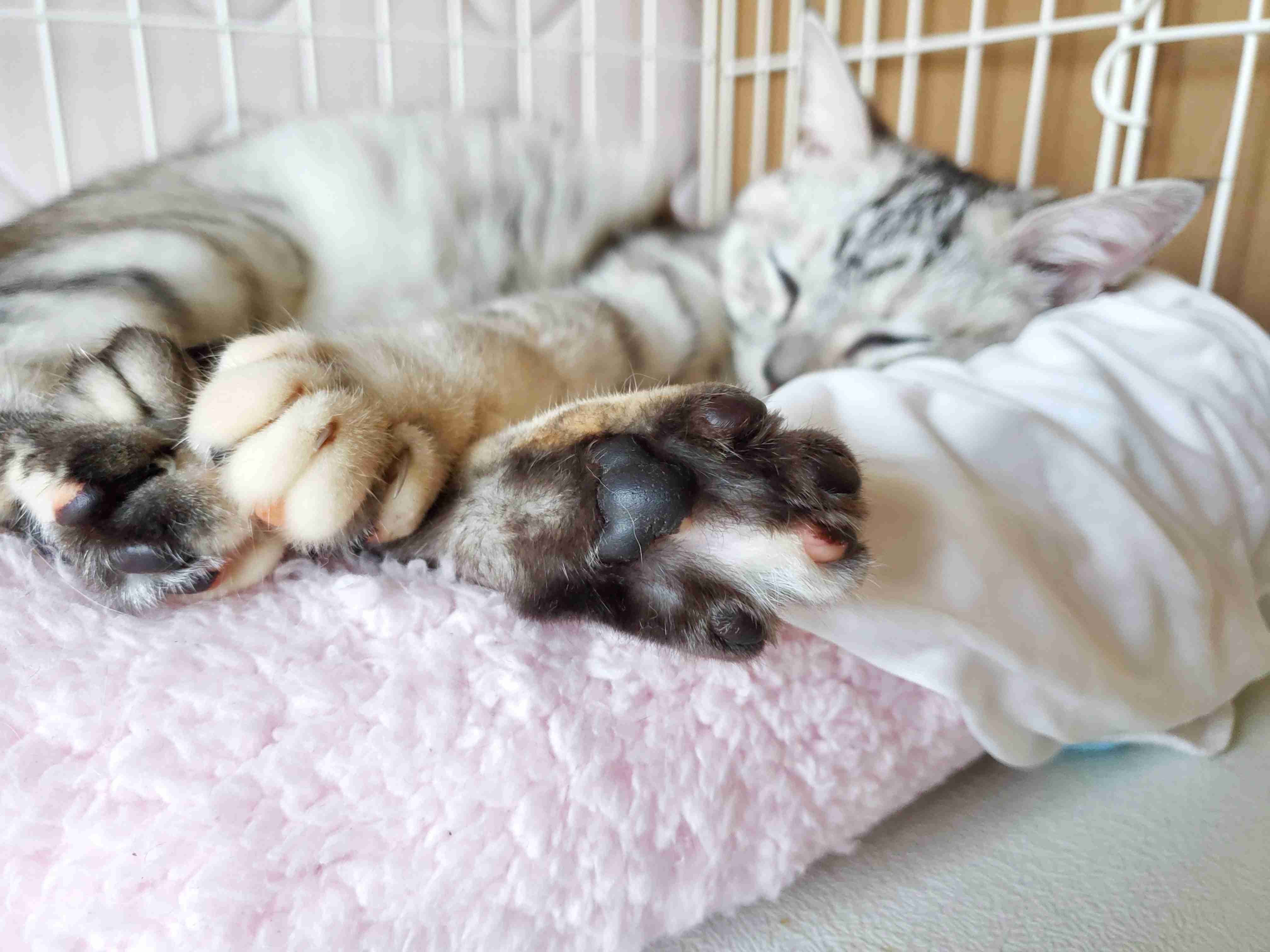 色んな肉球を見てみたい