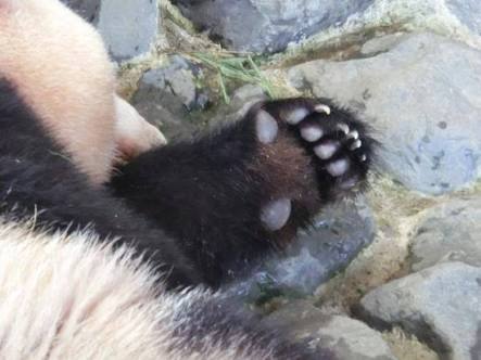 色んな肉球を見てみたい