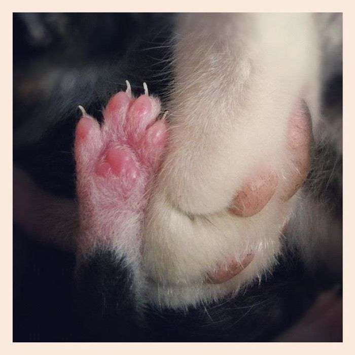 色んな肉球を見てみたい