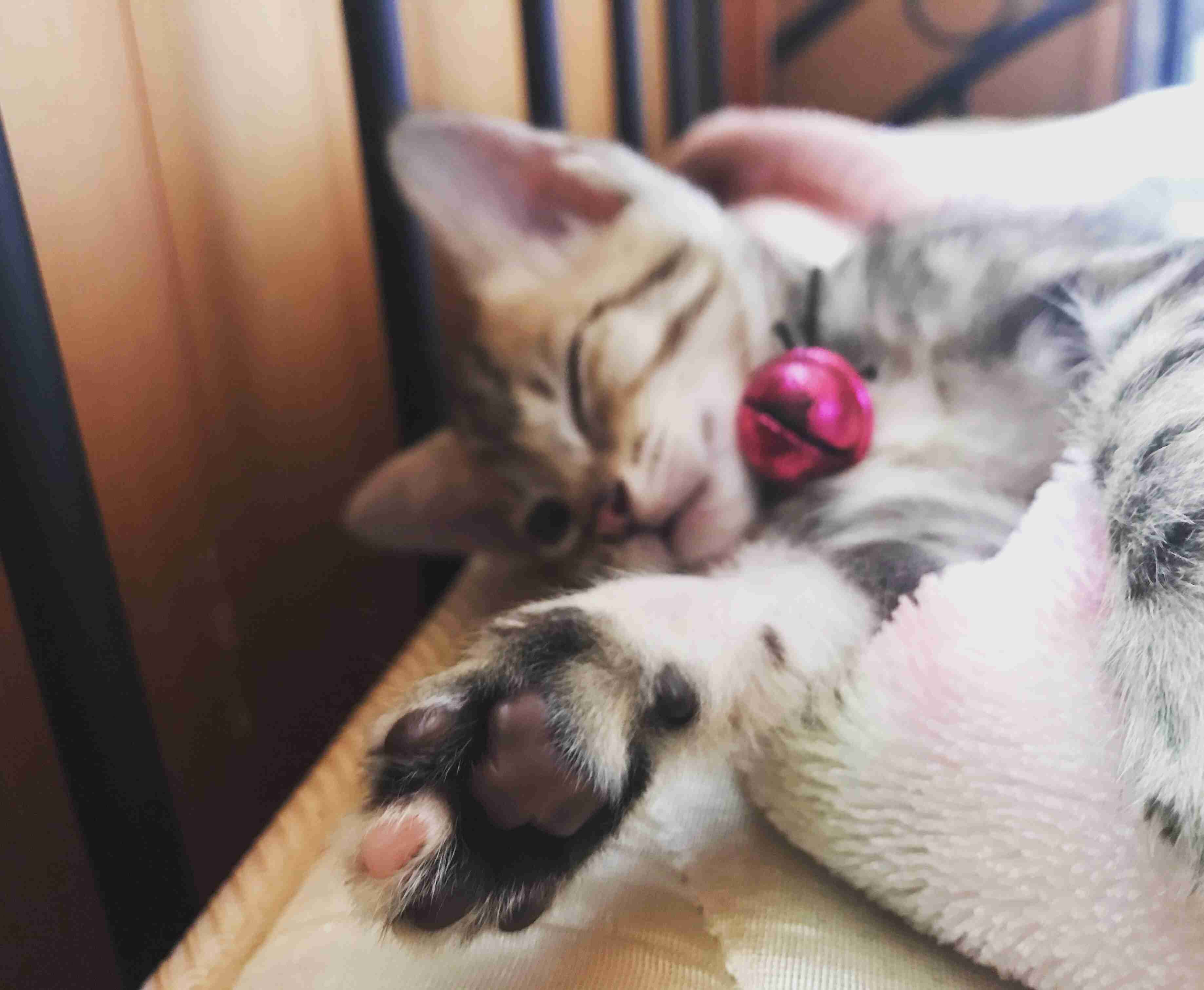 色んな肉球を見てみたい