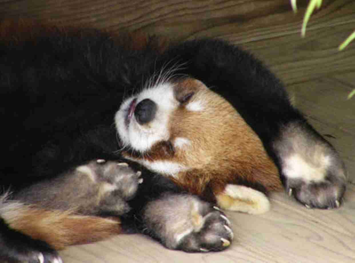 色んな肉球を見てみたい