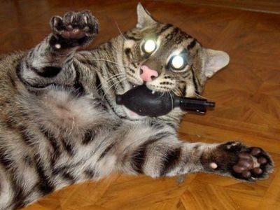 色んな肉球を見てみたい