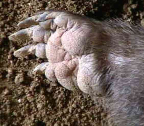 色んな肉球を見てみたい