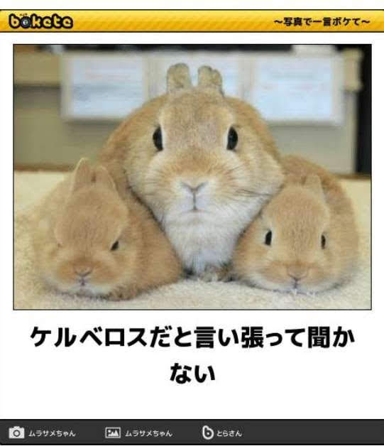 動物のboketeを貼るトピpart4