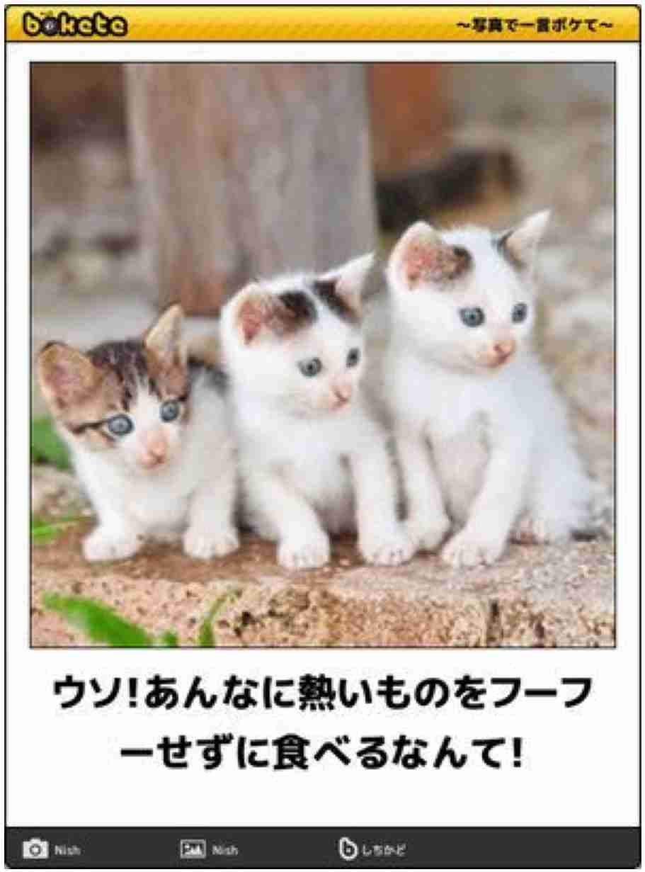 動物のboketeを貼るトピpart4